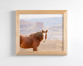 Icon- Wild Desert Horse