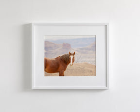 Icon- Wild Desert Horse