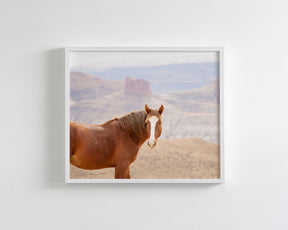 Icon- Wild Desert Horse