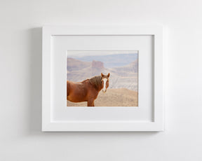 Icon- Wild Desert Horse