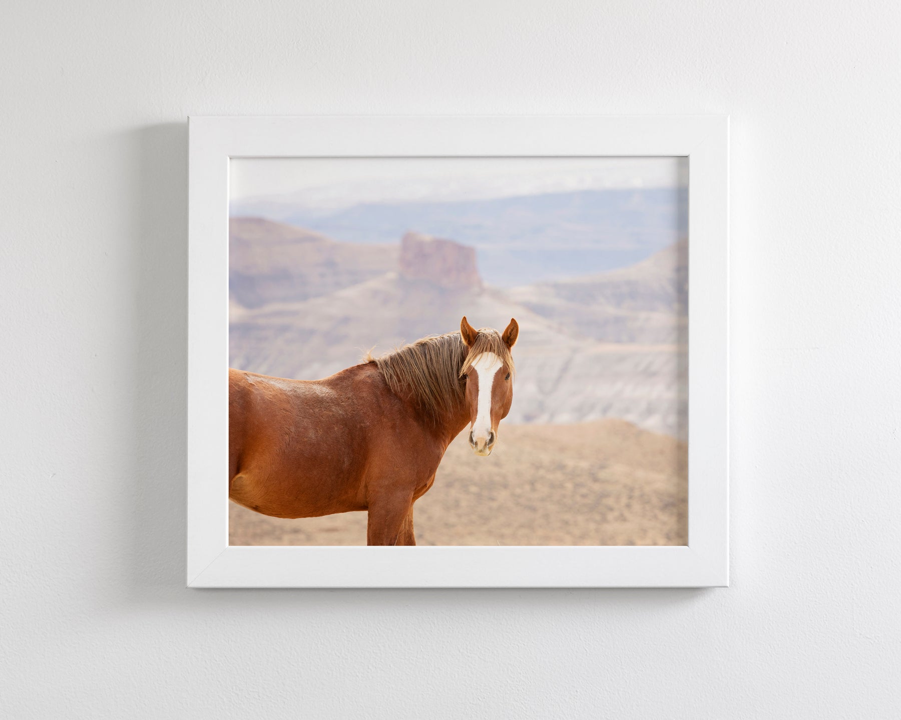 Icon- Wild Desert Horse