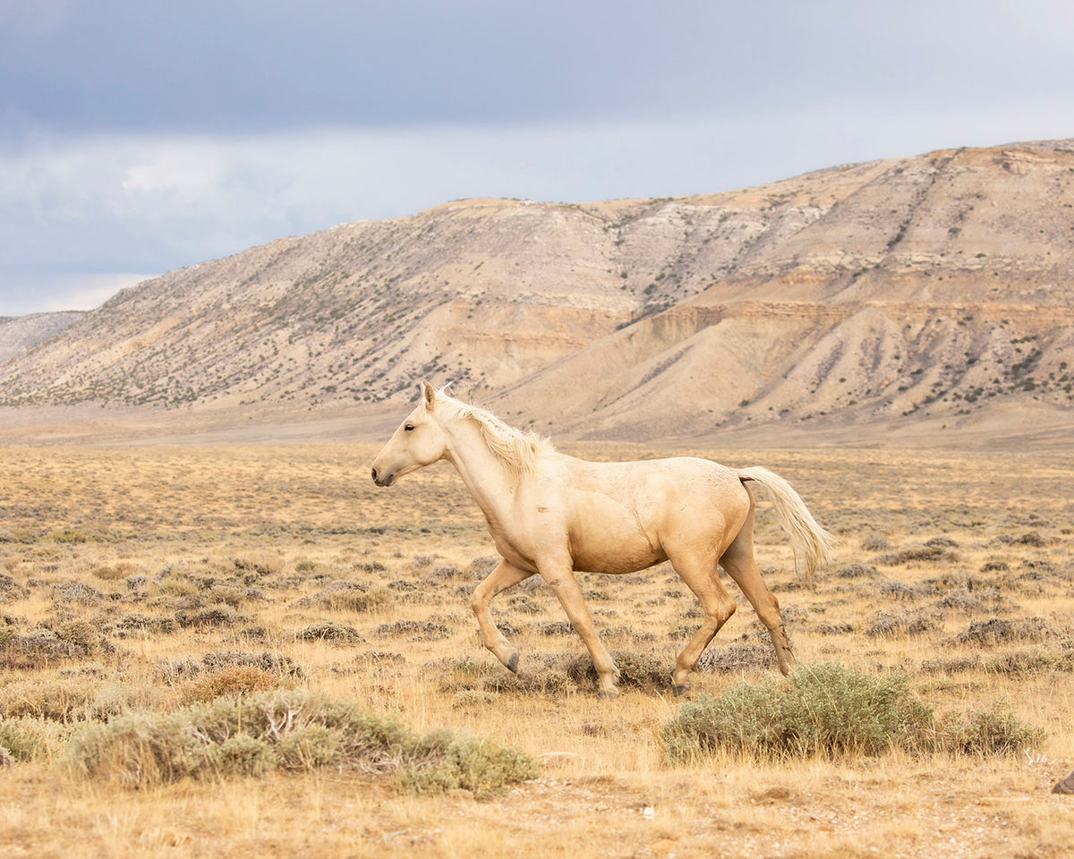 Dusty Palomino