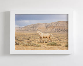 Dusty Palomino