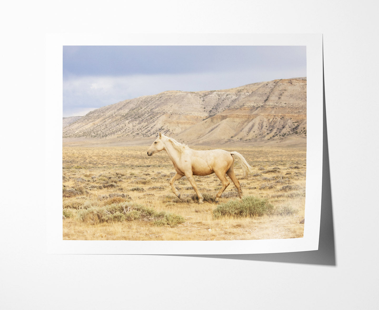 Dusty Palomino
