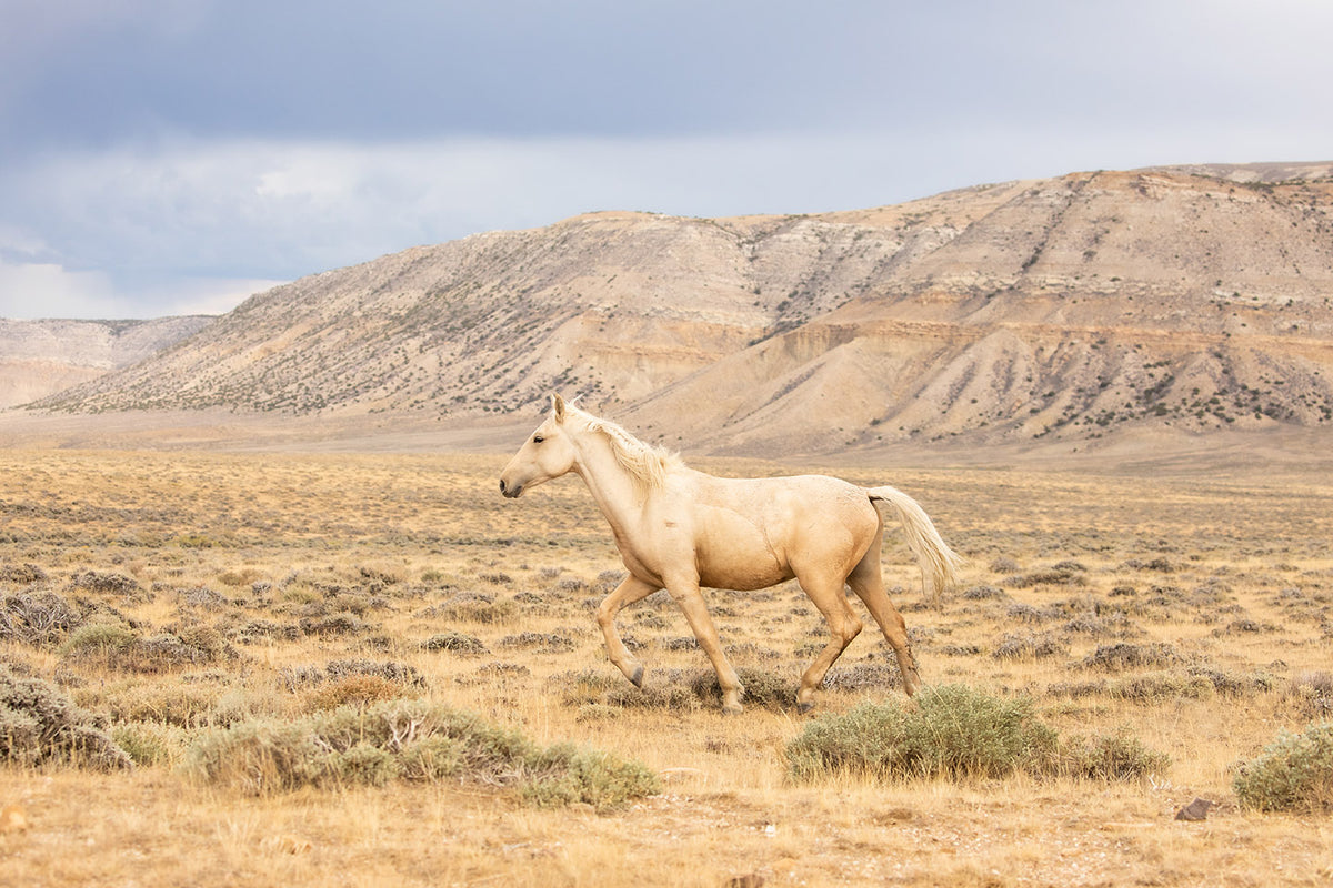 Dusty Palomino