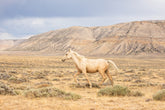 Dusty Palomino