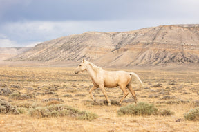 Dusty Palomino