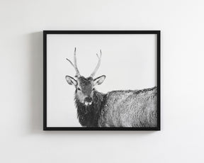 Elk Photograph in Winter