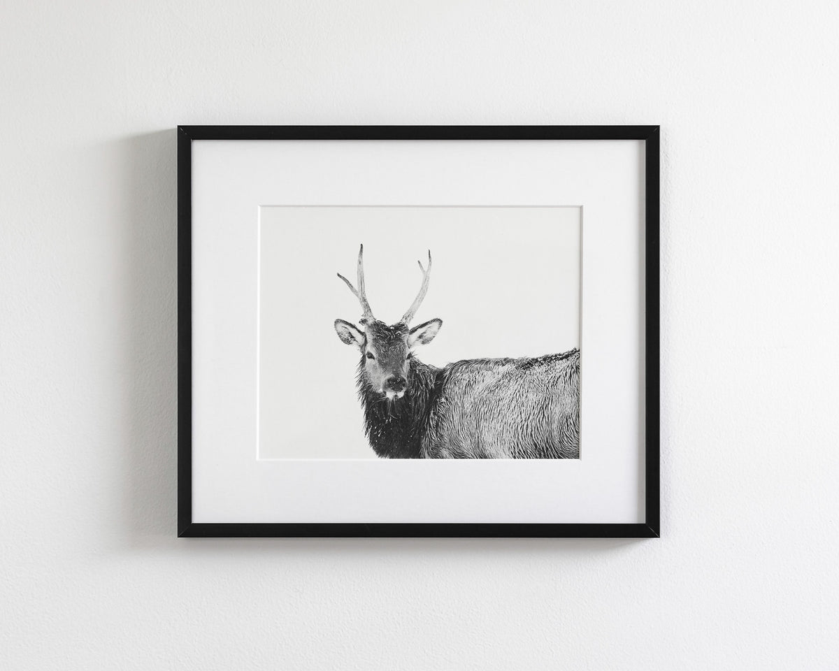 Elk Photograph in Winter