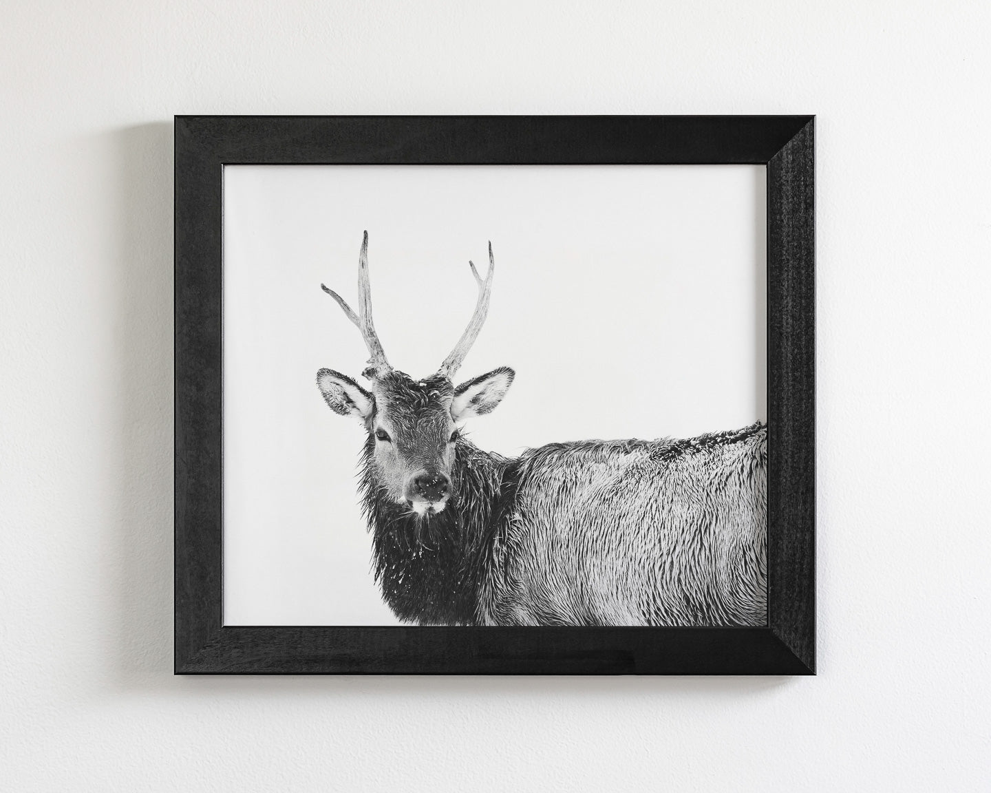 Elk Photograph in Winter