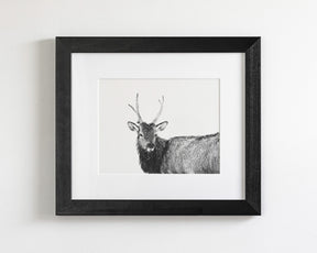 Elk Photograph in Winter