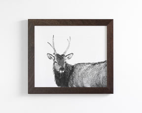 Elk Photograph in Winter