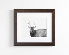 Elk Photograph in Winter