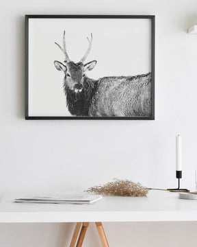 Elk Photograph in Winter