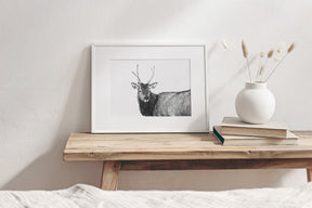 Elk Photograph in Winter