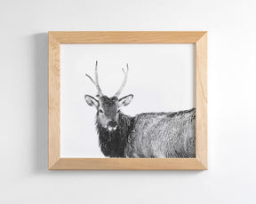 Elk Photograph in Winter