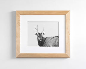 Elk Photograph in Winter