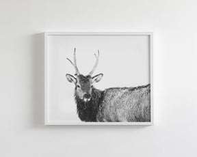 Elk Photograph in Winter