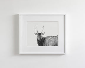 Elk Photograph in Winter