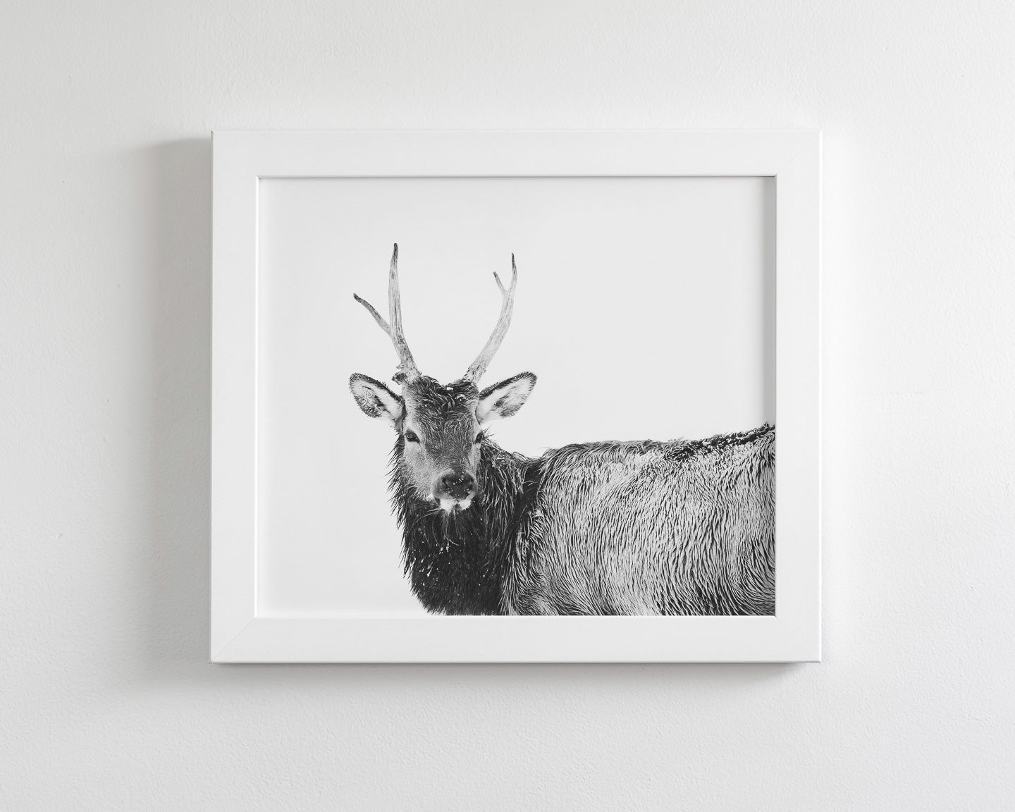 Elk Photograph in Winter