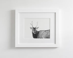 Elk Photograph in Winter