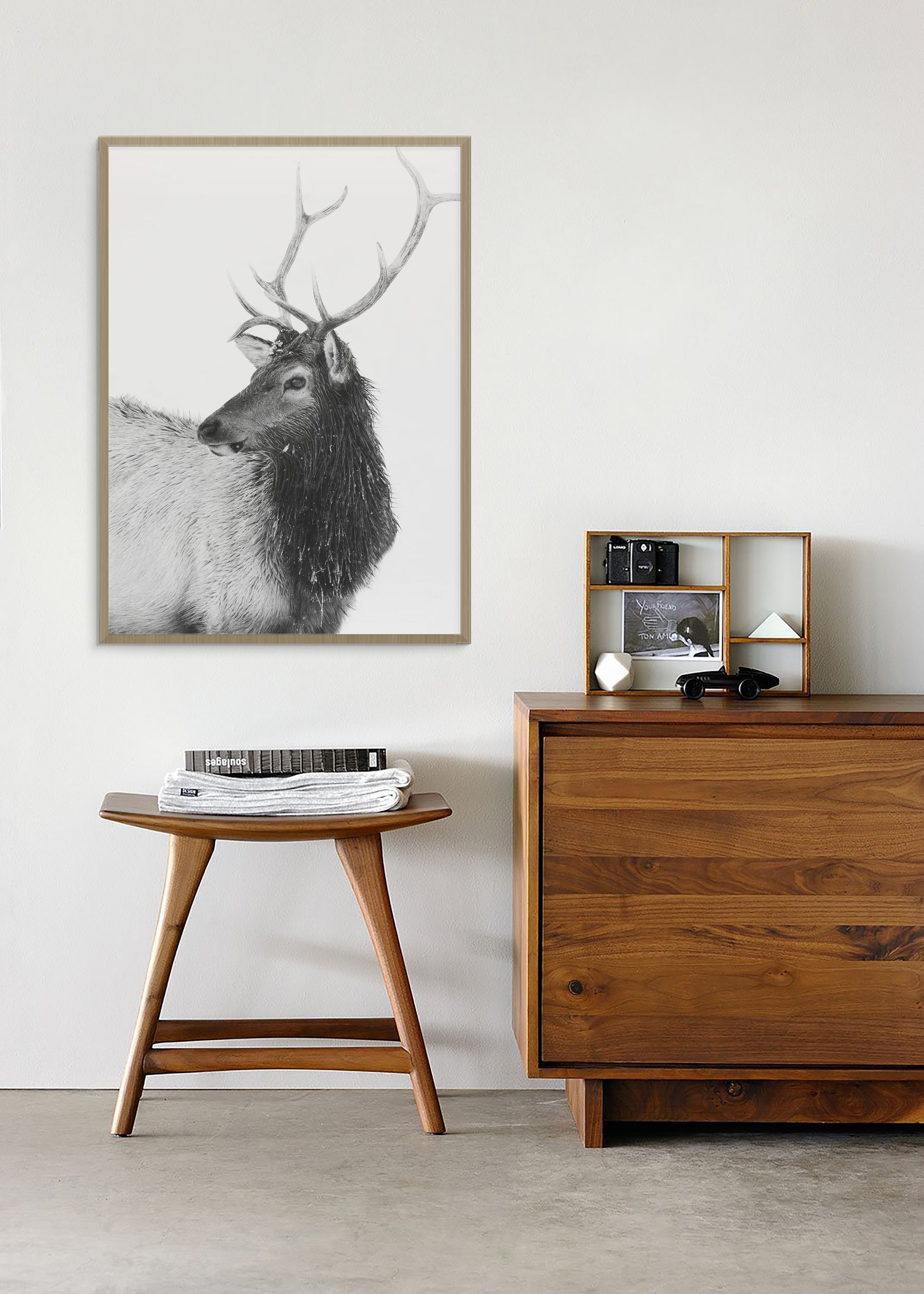 Bull Elk in Black and White
