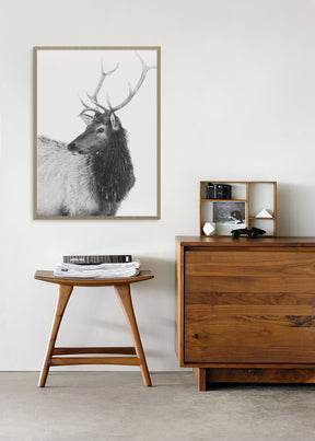 Bull Elk in Black and White