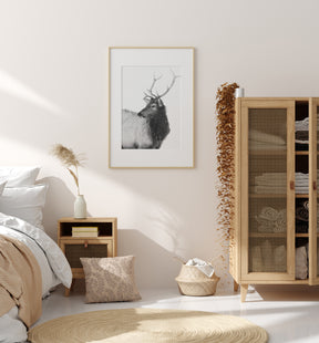 Bull Elk in Black and White