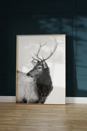 Bull Elk in Black and White