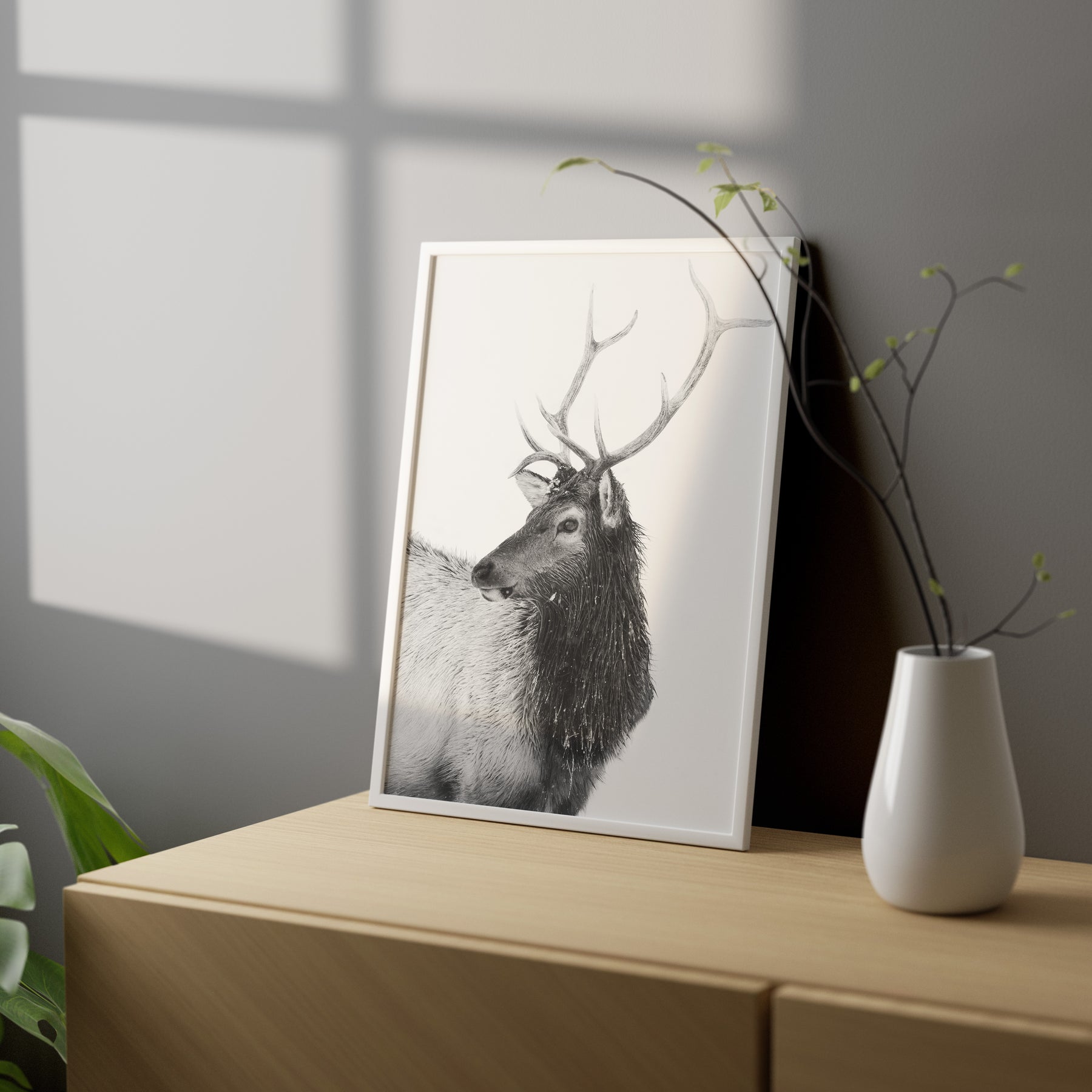 Bull Elk in Black and White