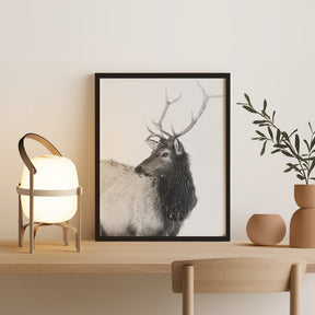 Bull Elk in Black and White
