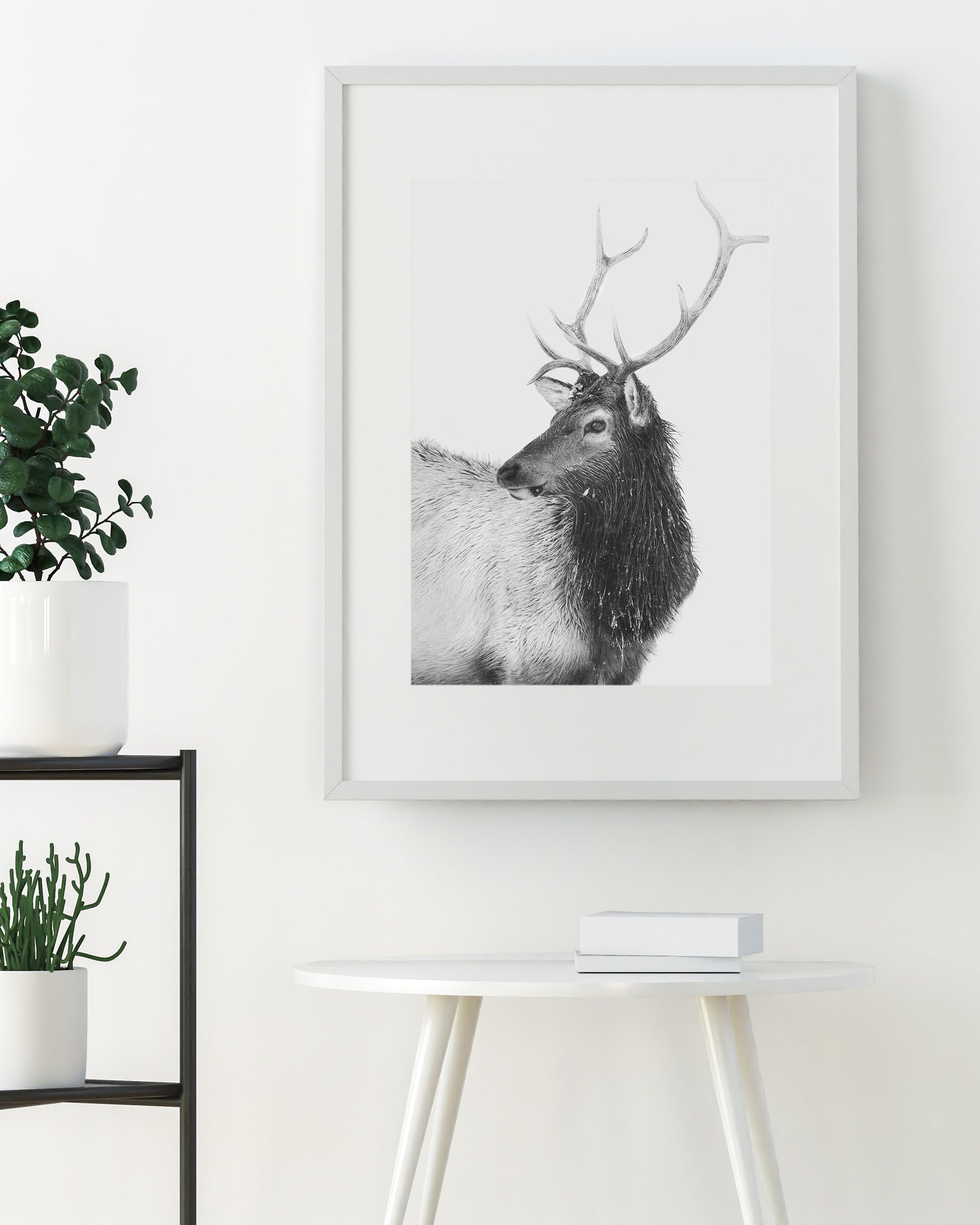Bull Elk in Black and White