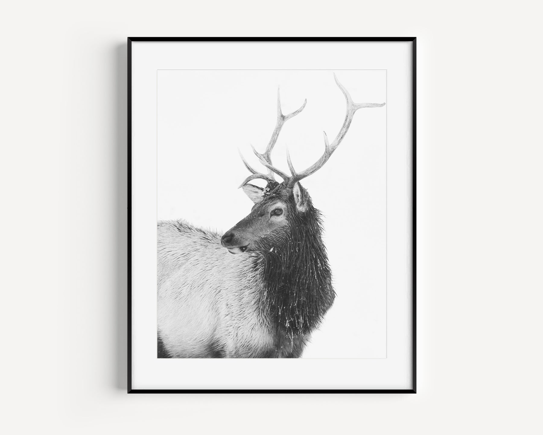 Bull Elk in Black and White