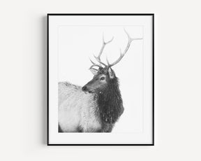Bull Elk in Black and White