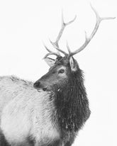 Bull Elk in Black and White