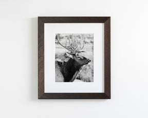 Bull Elk Profile