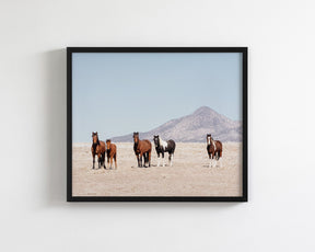 Wild Desert Horses