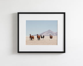Wild Desert Horses