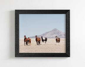 Wild Desert Horses