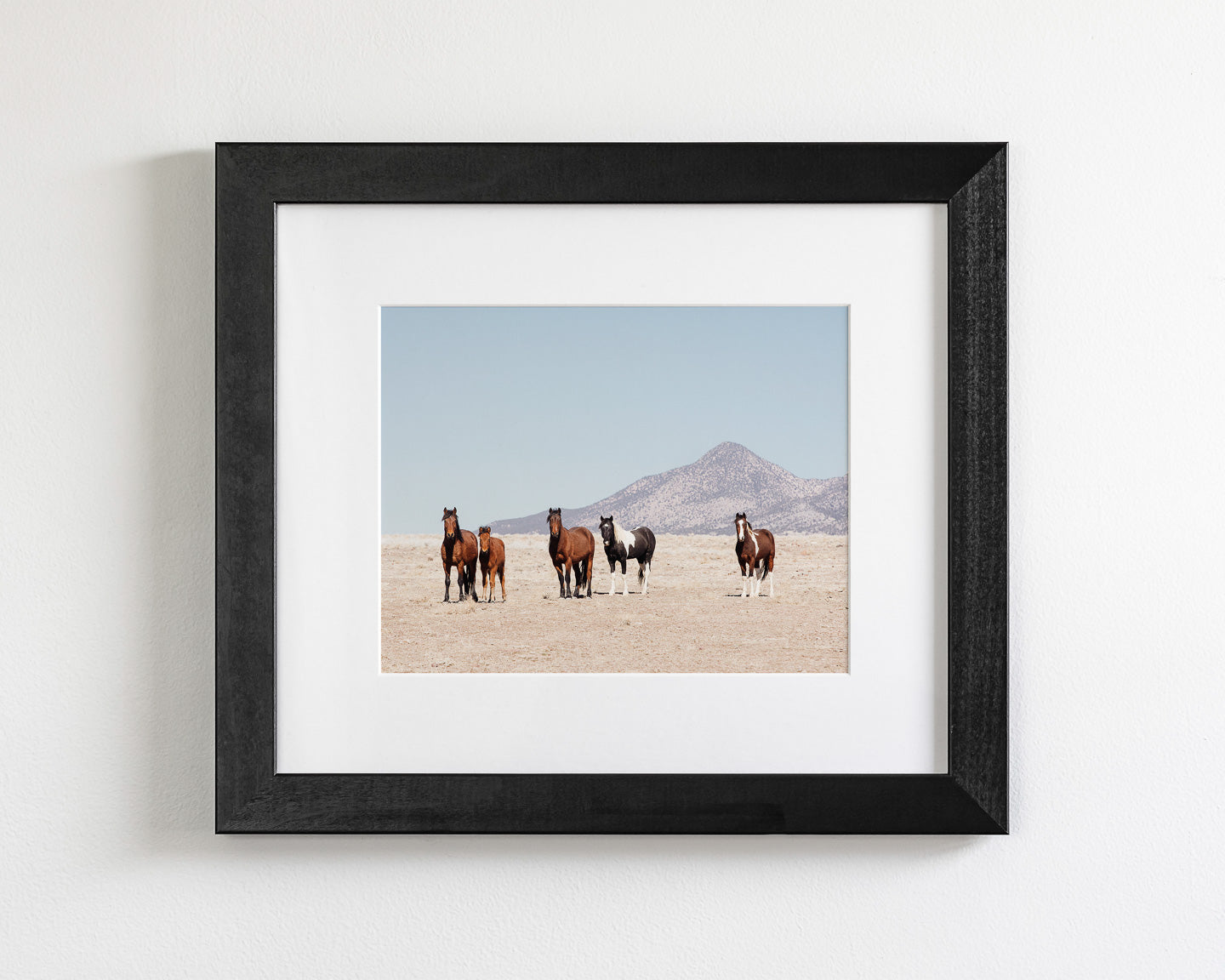 Wild Desert Horses