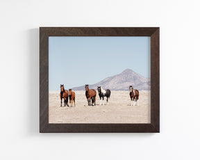 Wild Desert Horses