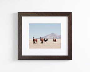 Wild Desert Horses
