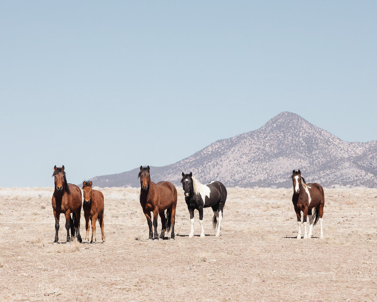 Wild Desert Horses