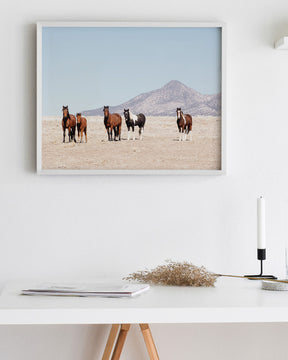 Wild Desert Horses
