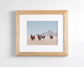 Wild Desert Horses