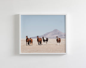 Wild Desert Horses