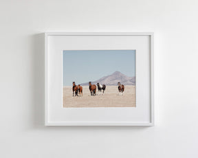 Wild Desert Horses