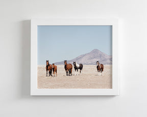 Wild Desert Horses