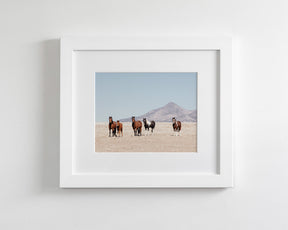 Wild Desert Horses