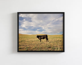 Cow in Western Landscape